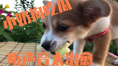 动画小狗吃瓜,小狗欢乐吃瓜瞬间