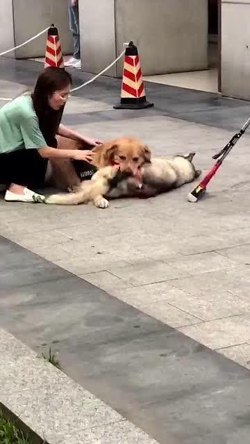 狗吃瓜被打死,狗误食瓜果不幸丧命