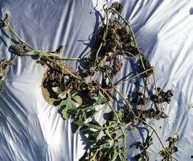 逆水寒吃瓜细菌真菌,揭秘吃瓜细菌与真菌的神秘世界