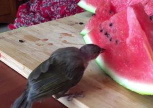 小鸟传媒吃瓜,吃瓜背后的娱乐产业风云