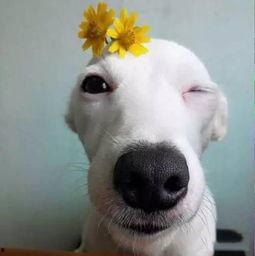 渝北区网红狗子,渝北萌宠的传奇之旅