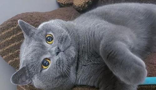 福州头条小猫咪,小猫咪的温馨日常