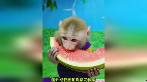 猴子吃瓜教资面试