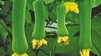 斯瓜怎么吃斯瓜怎么作,探索斯瓜的多变吃法与创意料理