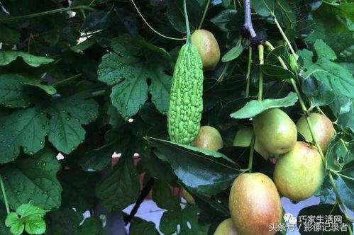 乡下小院吃瓜,瓜香四溢的夏日时光