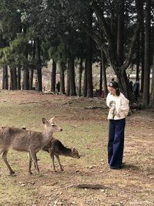 明星喂鹿,一场跨越物种的喂食奇缘