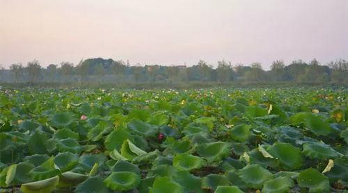 像童话的国家网红,揭秘网络红人的奇幻之旅