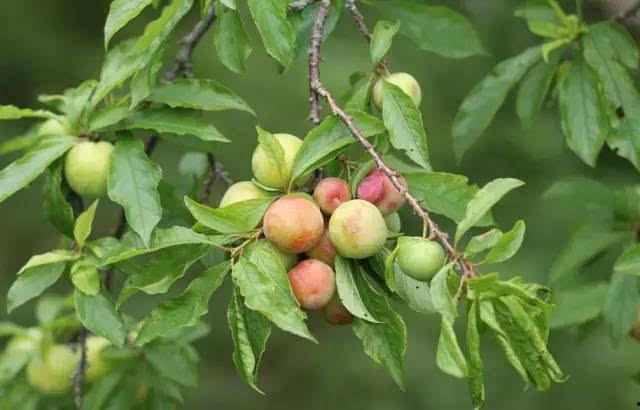 百果园网红李子