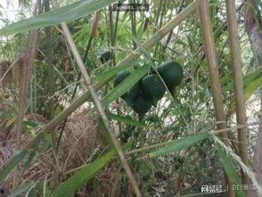娱乐吃瓜酱竹子的生长速度,吃瓜酱竹子成焦点